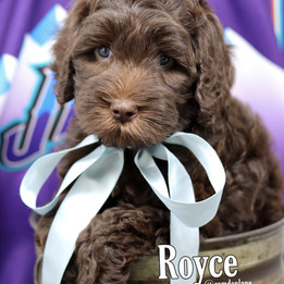 Royce