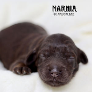 Australian Labradoodle Puppy