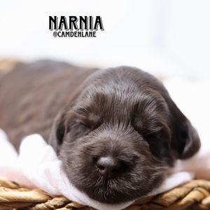 Australian Labradoodle Puppy