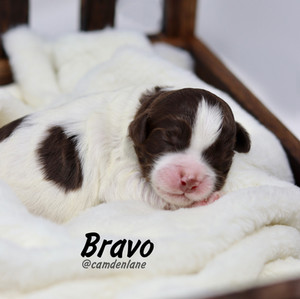 Australian Labradoodle Puppy