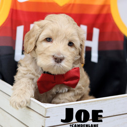 Joe