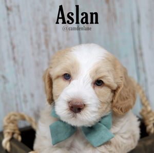 Australian Labradoodle Puppy