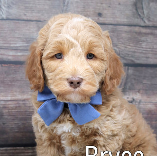Bryce