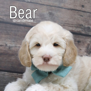 Bear