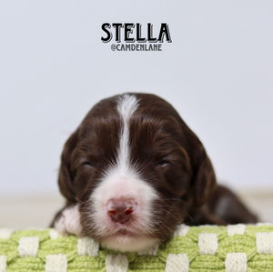 Australian Labradoodle Puppy