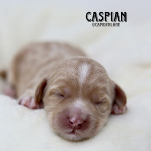 Australian Labradoodle Puppy