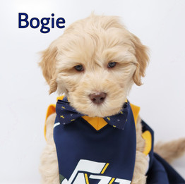 Bogie