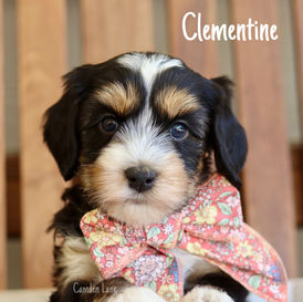 Newborn Australian Labradoodle Female Puppy