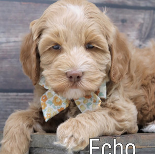 Echo