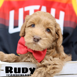 rudy