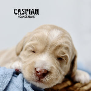 Australian Labradoodle Puppy