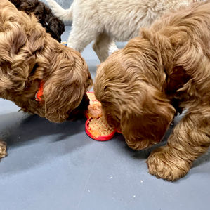 Australian Labradoodle Puppies