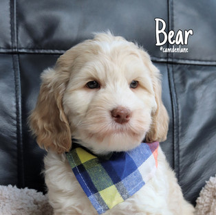 Bear