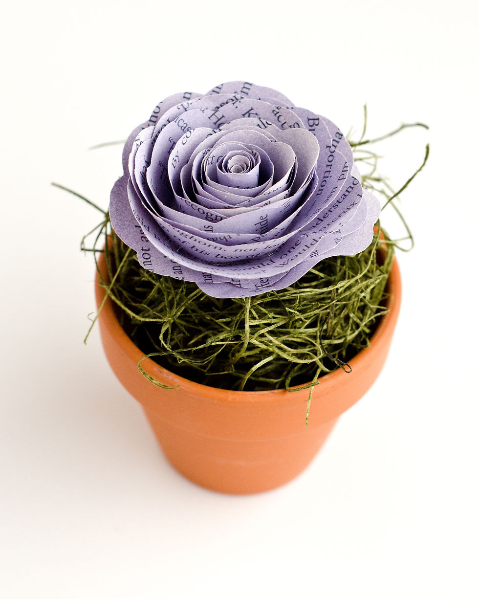 Lavender book rose in miniature terra cotta pot
