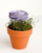 Side view of lavender book page rose in a terra cotta pot