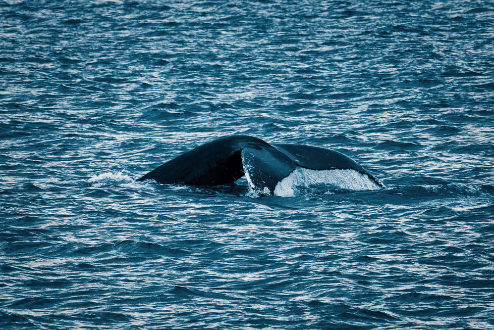 _DSC2074