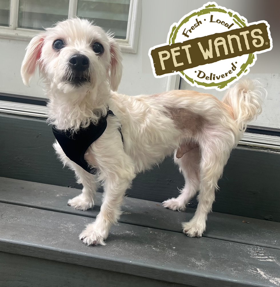 August's featured Foster: Mr Darcy