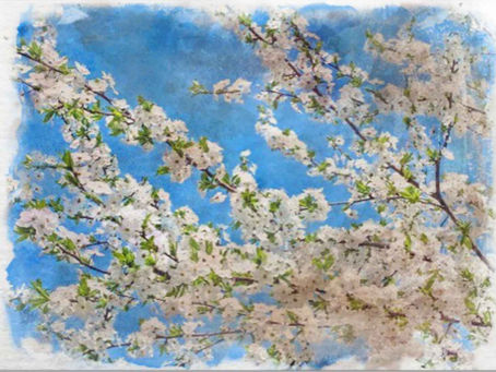 Cherry Plum