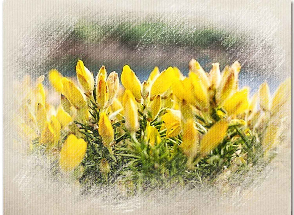 Gorse, Bach Flower Remedy, Depression, Hopelessness, Despair