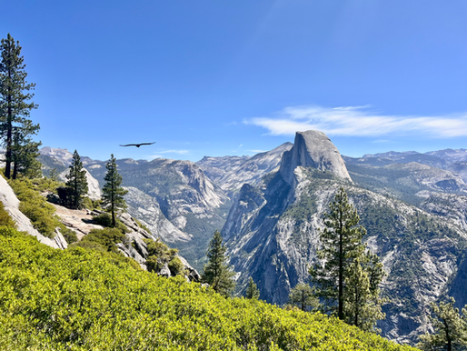 a hawk soars over the edge of a mountain with ever green trees and lush shrubs, juxtaposed to the jagged rough edges of half dome hovering in the distance.