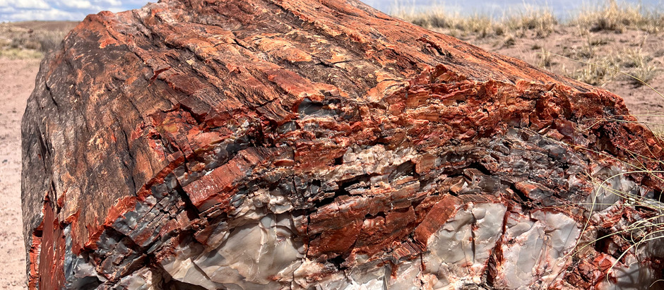 a petrified cut tree rests in a desert spotted with desert brush and a deep blue sky with scattered clouds in the background. Shares how genetics plays out in everything.
