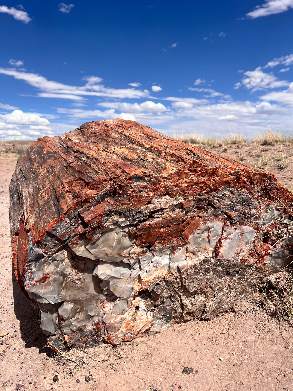 a petrified cut tree rests in a desert spotted with desert brush and a deep blue sky with scattered clouds in the background. Shares how genetics plays out in everything.