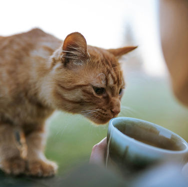 Best Cat Food for Senior Cats: A Guide to Their Golden Years
