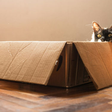 The One Thing Your New Cat Desperately Needs