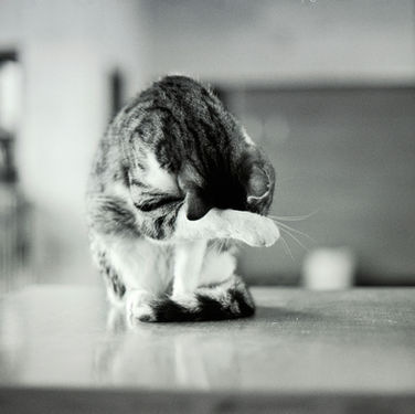 How to Tell if Your Cat is in Pain (and What to Do)
