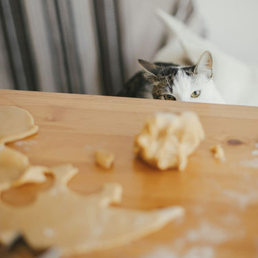 High Protein Senior Cat Food: The Great Debate