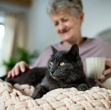 Best Cheap Cat Food for Senior Cats: A Budget Guide