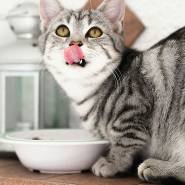 A Guide to New Food for Older Cats: The Transition