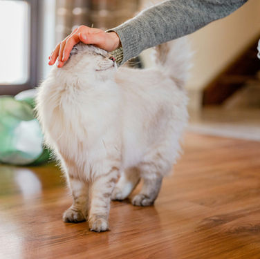 How Long for a Cat to Adjust? (& How to Gently Speed It Up?)