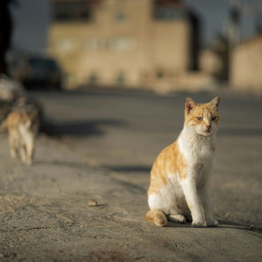 Stray Cat Feeding: A Guide to Doing It Right