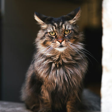 Your Ultimate Senior Cat Care Checklist