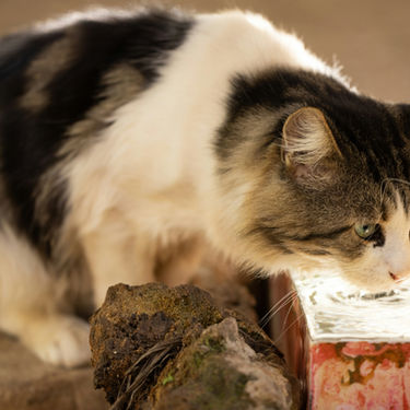 How to Prevent Kidney Disease in Cats: A Senior Cat Guide