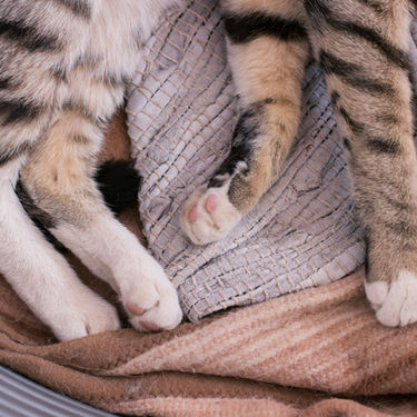 The Secret Your Cat’s Not Telling You (But Desperately Wants You to Know)