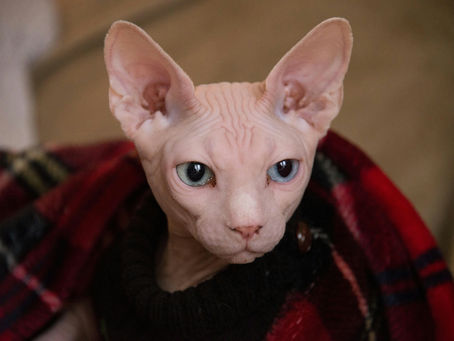 A Guide to Hairless Cat Care (For Your Naked Genius)