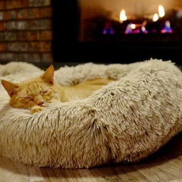 How to Make a Senior Cat Comfortable in Your Home