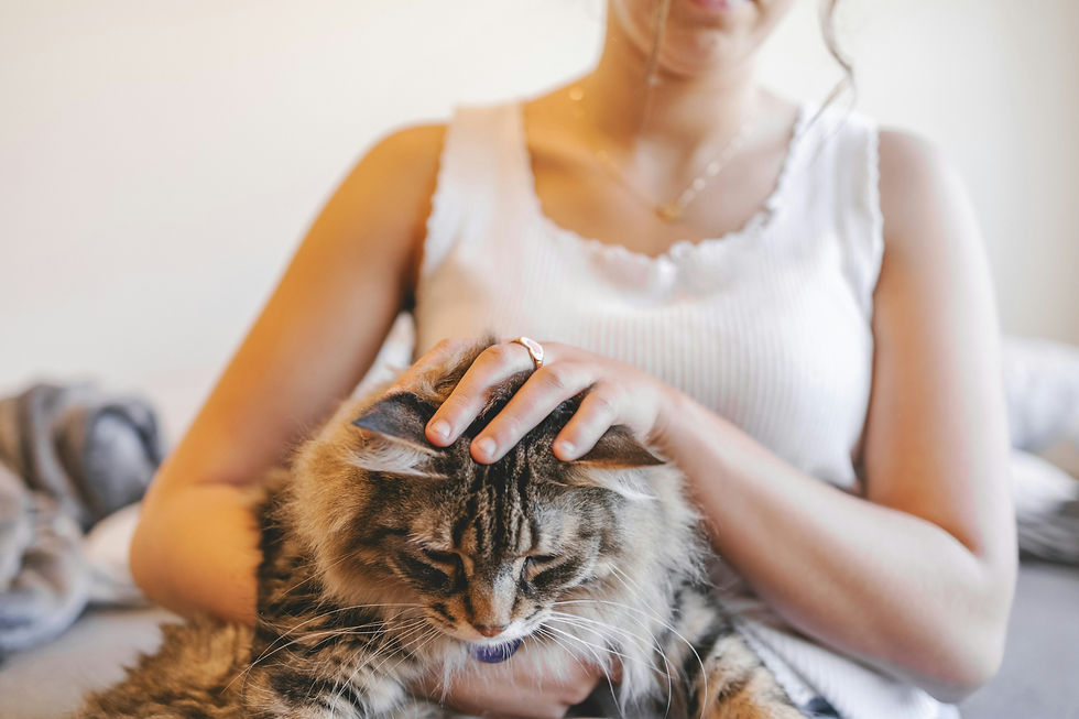 Feline Idiopathic Cystitis: A Cat Owner’s Guide