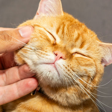 Cat Nail Cutting: A Stress-Free Guide for Owners