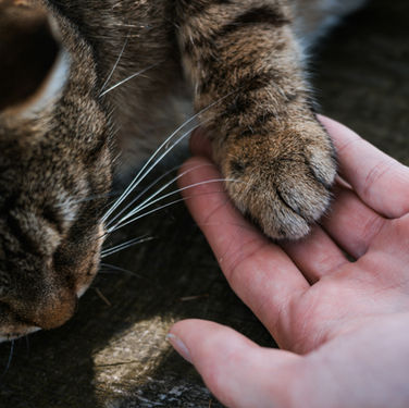 Cats and Old Age: Bonding in the Golden Years