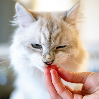 Top Supplements for Older Cats: A Guide to Their Golden Years