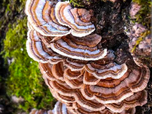 Christmas Crushed: How the UK’s Turkey Tail Mushroom Crackdown Hurts Small Businesses and Wellness Communities