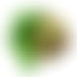 Moringa: The “Miracle Tree” That Everyone’s Suddenly Talking About