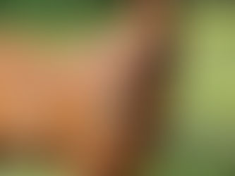 Flies... what's the deal?