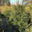 Thumbnail: Norway Spruce Tree