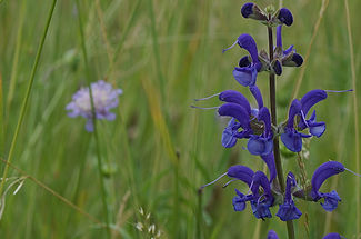 Prairie Marly 10 juin20 AH (9).JPG