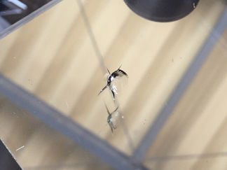 ダイハツムーヴ、飛び石修理(ウインドリペア)