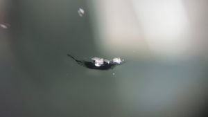 飛び石注意⚠️